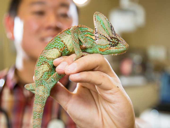 Chameleon veterinarian near store me